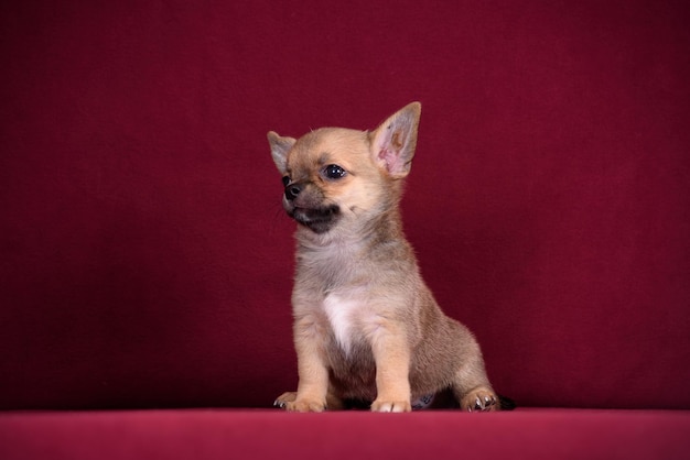 Cute chihuahua puppy on a burgundy background