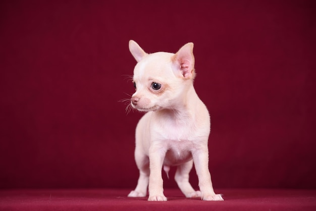 Cute chihuahua puppy on a burgundy background