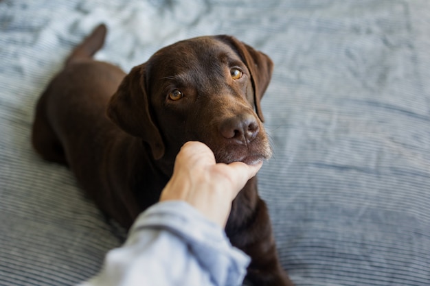 Cute chocolate labrador retriever dog years on the bed