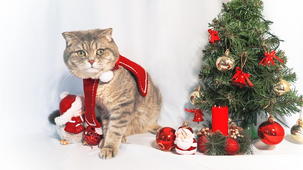 A cute Christmas cat Christmas and New Year celebration concept