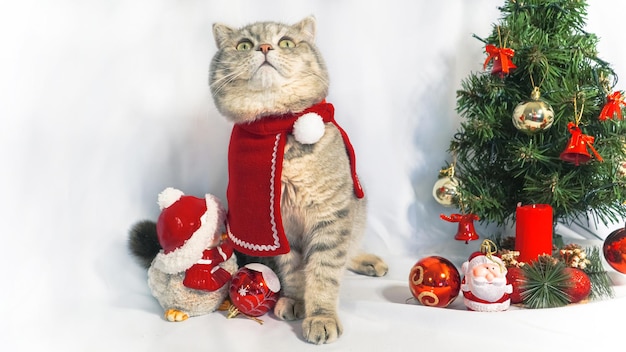 A cute Christmas cat Christmas and New Year celebration concept