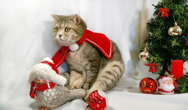 A cute Christmas cat Christmas and New Year celebration concept