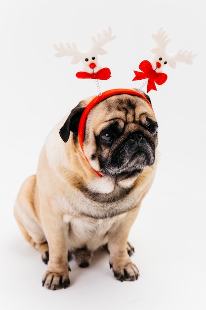 Cute Christmas pug in white and red headband