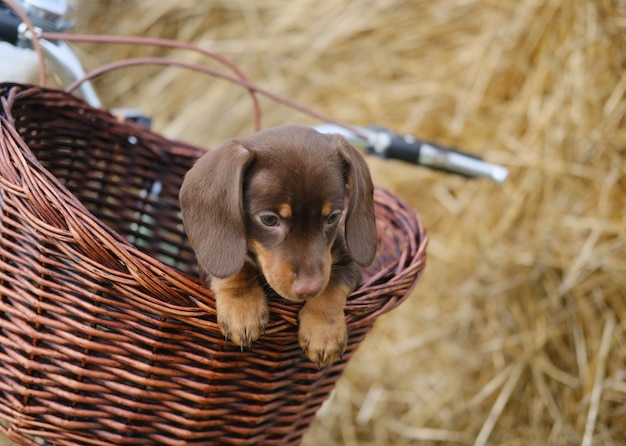 Cute coffee-colored dachshund puppy in a wicker basket of a vintage bicycle