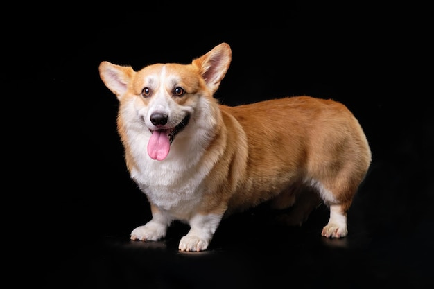 Cute corgi dog on black background with tongue out