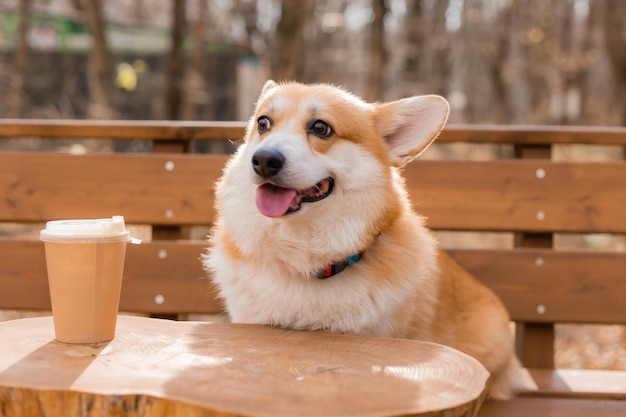 Cute corgi dog on a walk in autumn in a coffee shop on the veranda drinking coffee Dog Friendly Cafe