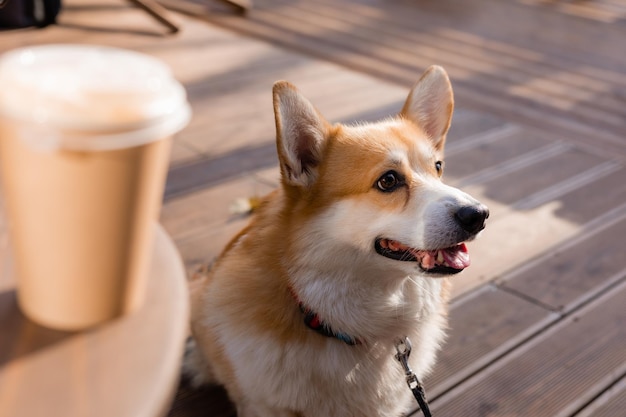 Cute corgi dog on a walk in autumn in a coffee shop on the veranda drinking coffee dog friendly cafe