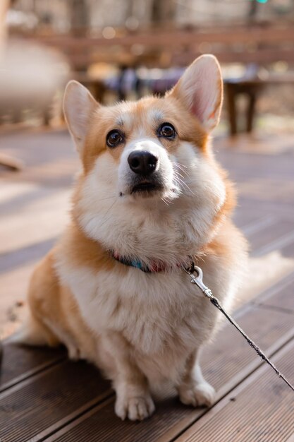 Cute corgi dog on a walk in autumn in a coffee shop on the veranda drinking coffee dog friendly cafe