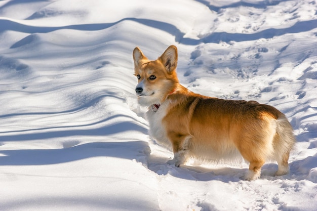 Cute Corgi looking back on a trail in a sunny snowy forest