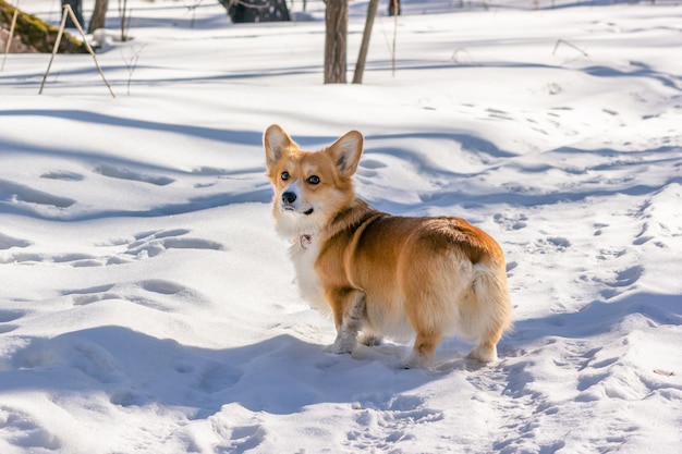 Cute Corgi looking back on a trail in a sunny snowy forest