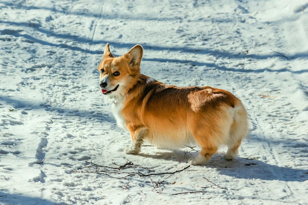 Cute Corgi looking back on a trail in a sunny snowy forest