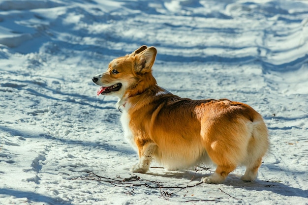 Cute Corgi looking back on a trail in a sunny snowy forest