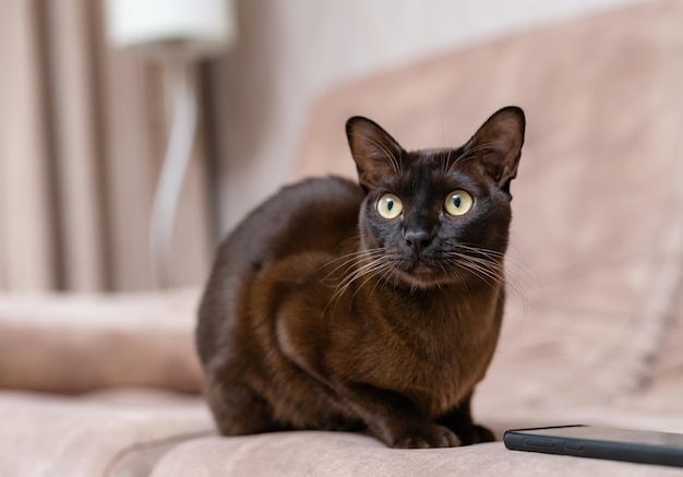 Cute curious cat indoors Beautiful brown cat lies on the couch in the house and looking at something