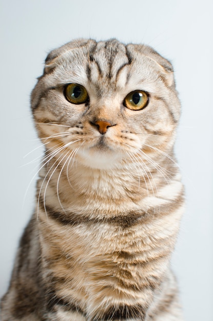 Cute and cute Scottish cat looking at the camera on a white back