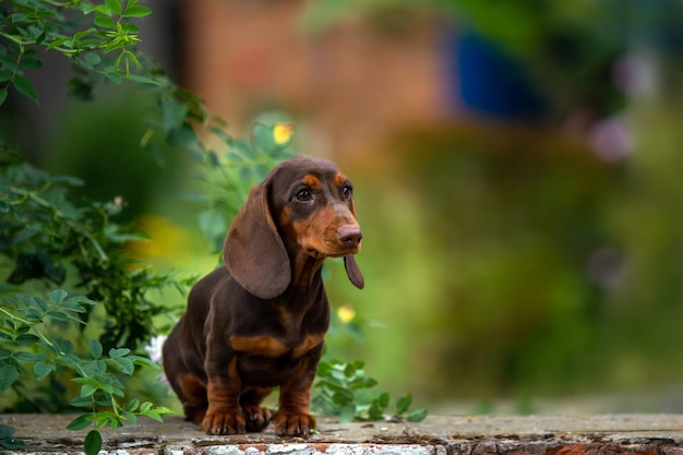 Cute dachshund puppy sitting on natural background