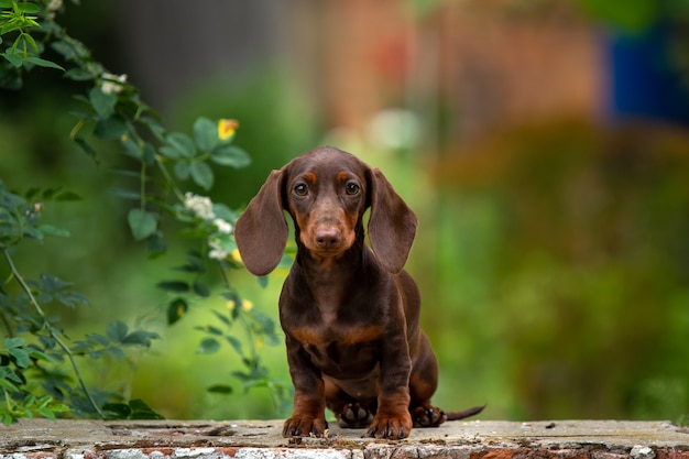 Cute dachshund puppy sitting on natural background