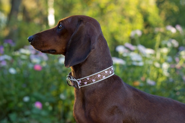 Cute dachshund sitting on natural background