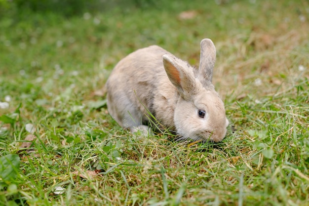 Cute decorative fluffy rabbit Bunny on green grass background Easter bunny Home decorative rabbit outdoors Cute little bunny Symbol of Easter and chinese new yearCelebration concept