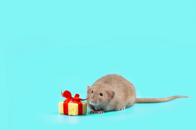 Cute decorative rat with cheese gift and red bow