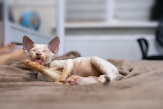 Cute Devon Rex kitten lies on the sofa and licks its paw