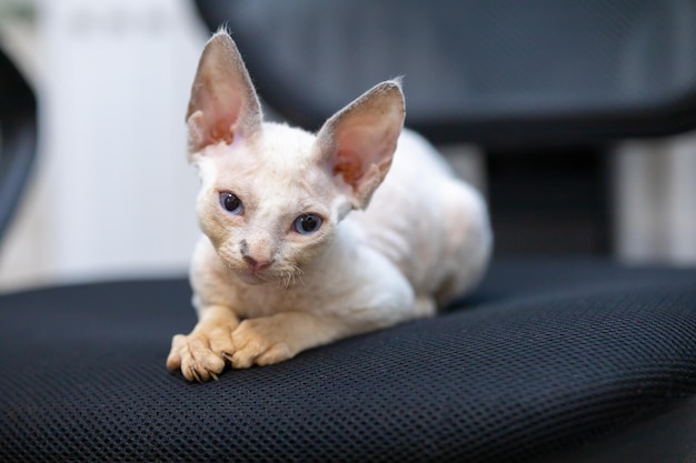 Cute devon rex kitten sits on a chair and rests