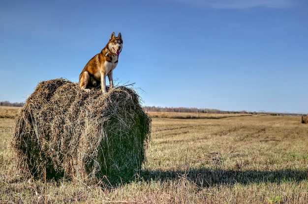 Cute dirty Husky dog on dry haystack in sunny day copy space