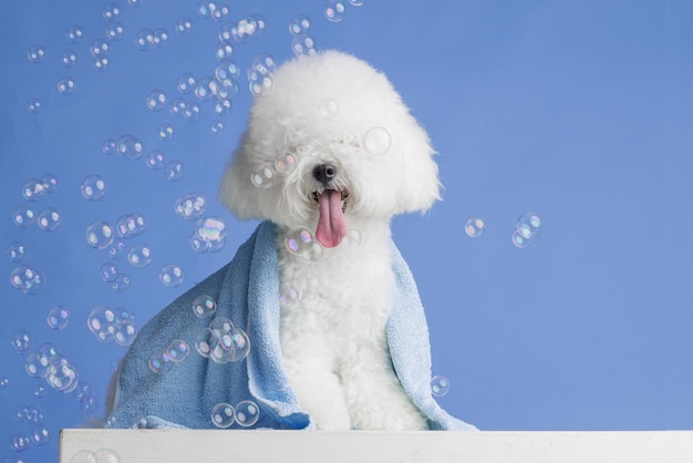 Cute dog bichon frise on a flat blue background bichon frise closeup