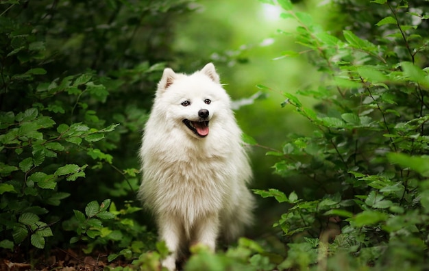 Cute dog breed Samoyed in the forest.