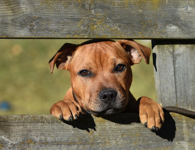 Cute dog breed Staffordshire Bull Terrier.