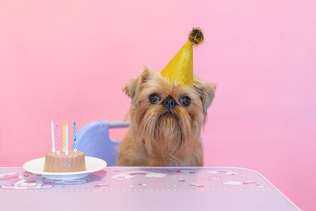 Cute dog Brussels Griffon celebrates birthday with cupcake and oatmeal