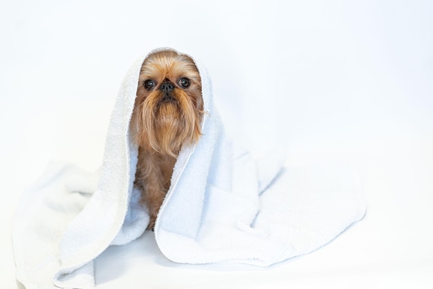 Cute dog brussels griffon with white towel close up on white background