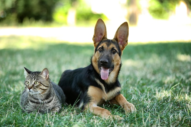 Cute dog and cat on green grass