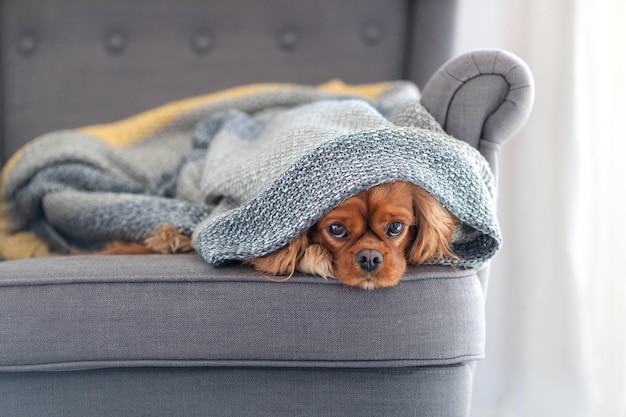 Cute dog cavalier spaniel relaxing under the warm blanket at home