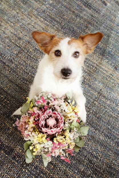 Cute dog celebrating valentine's day mother's day or birthay holding a dried floral bouquet High angle view