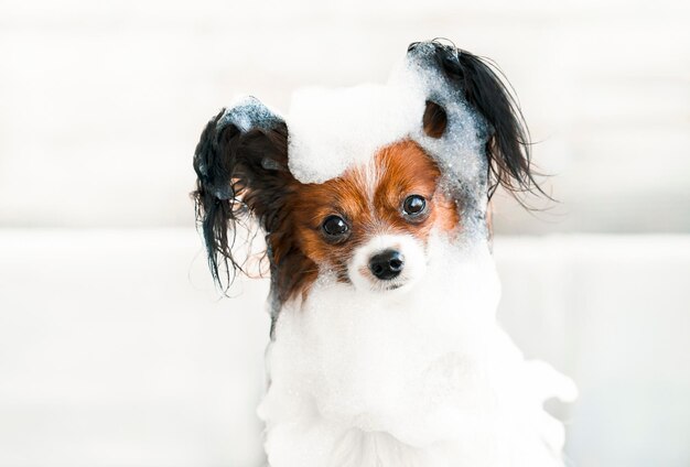 Cute dog closeup portrait in the bathroom in shampoo