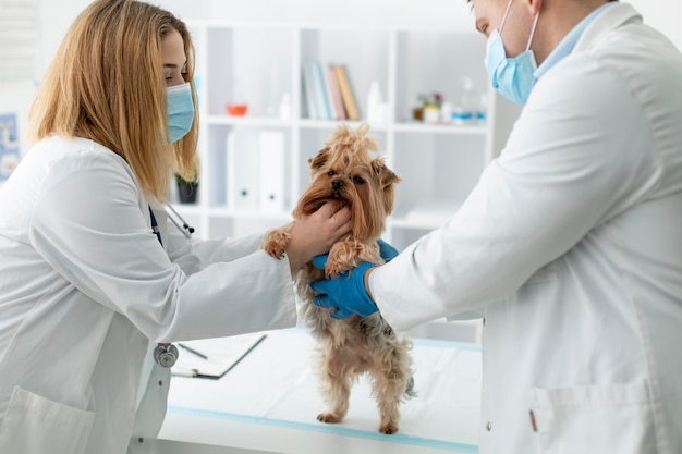 Cute dog during a consultation