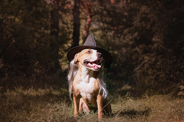 Cute dog dressed up for halloween as friendly forest witch. Beautiful staffordshire terrier puppy in costume of hat and grey hair in autumn forest