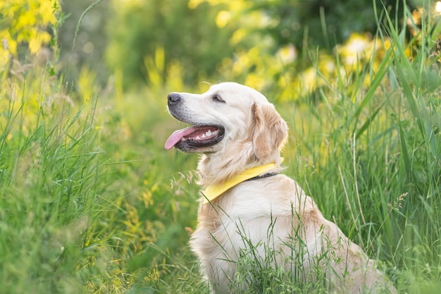 Cute dog on field with flowers