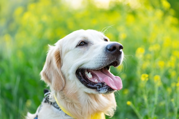 Cute dog on floral background