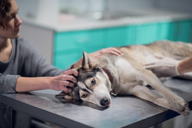 A cute dog getting a check up at the vets office.