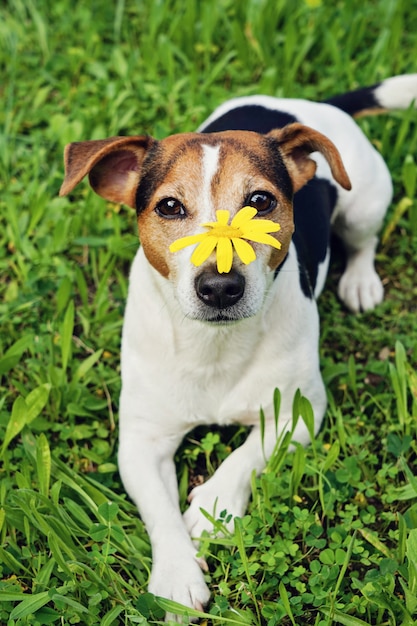 Cute dog in green grass with yellow flower on muzzle