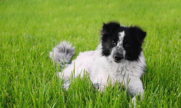 Photo cute dog on green grass