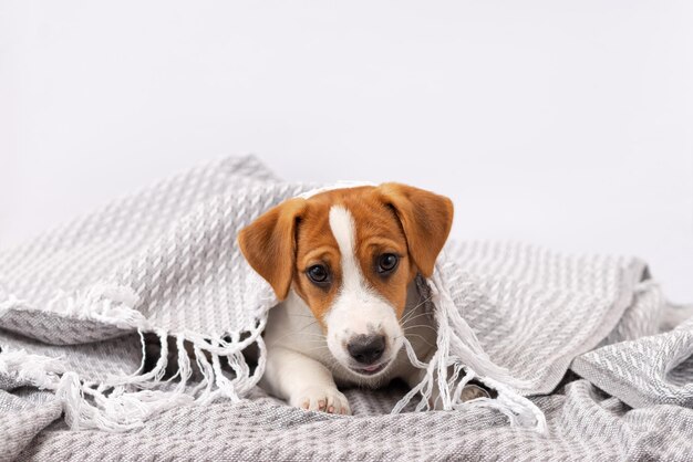 Cute dog jack russell terrier bites a blanket on a white background