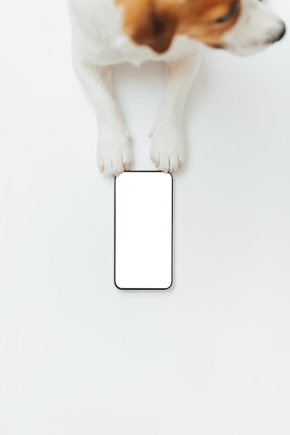 Cute dog Jack Russell Terrier holding a smartphone in his paws isolated on white studio background