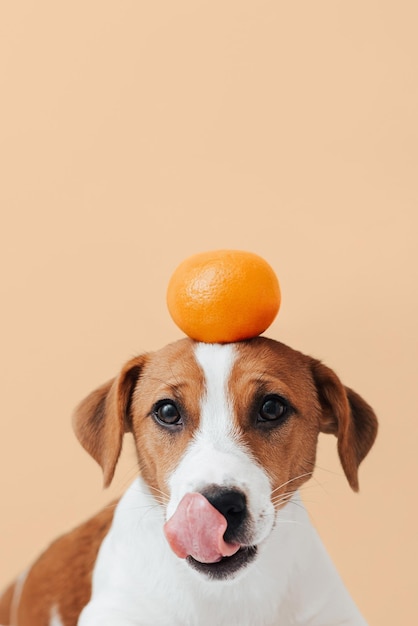 Cute dog jack russell terrier holds a tangerine on his head and looks at the camera