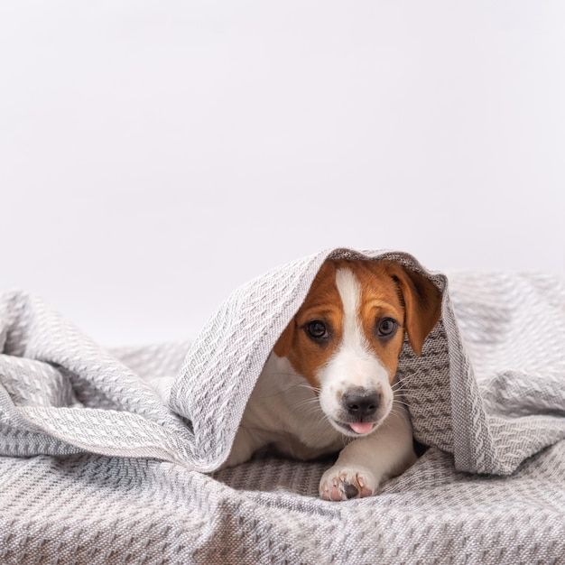 Cute dog jack russell terrier lies under a gray blanket on a white background