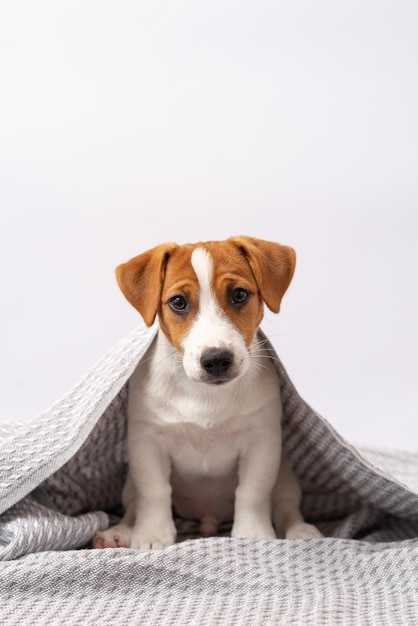 Cute dog jack russell terrier lies under a gray blanket on a white background