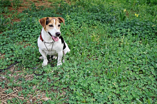 Cute Dog Jack Russell Terrier Sitting on clover glade copy space