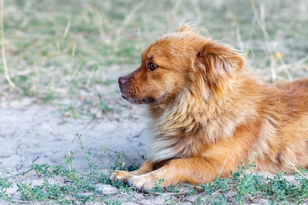 cute dog lies on the grass