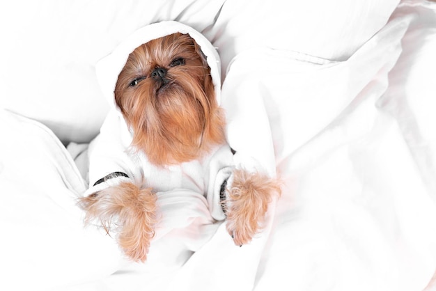 A cute dog lies under a white blanket Brussels Griffon lies in bed in the morning The concept of pets living like people